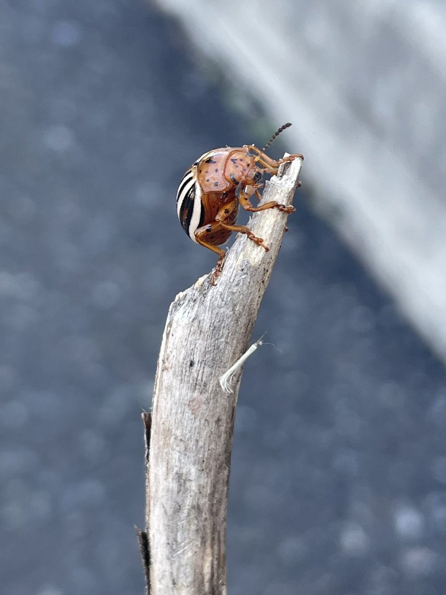bugsofpa's tweet photo. What a cutie https://t.co/MHDT38COqX