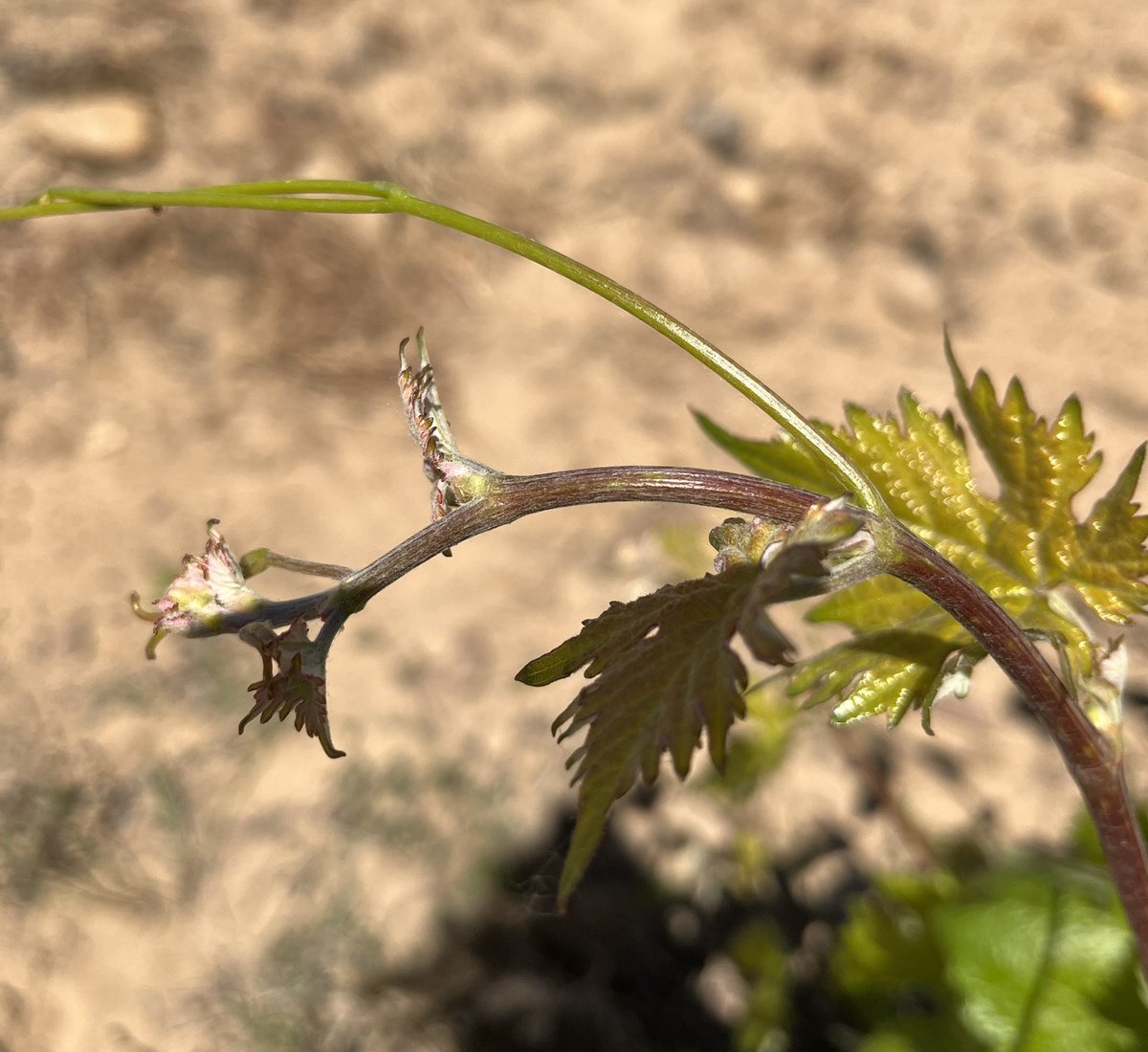 legadodeorniz's tweet photo. Sabes como se llama esta parte de la vid? 

#legadodeorniz #sanromandehornija #dotoro #castillayleon #vinosdeespaña #viñedos #tintadetoro #cepas #wineofspain #wineyards #grapevines #winetasting #winelover https://t.co/2MhZHm8aBE