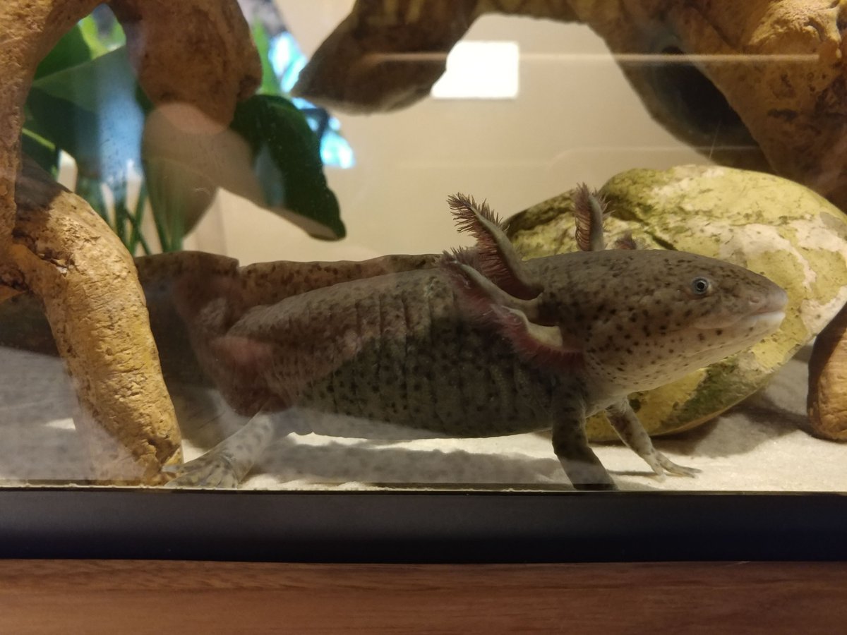 ScienceWorldTR's tweet photo. @OkanaganScience "Xochi" says hi from the Search Gallery @scienceworldca ! https://t.co/qBvAM5f3Ri