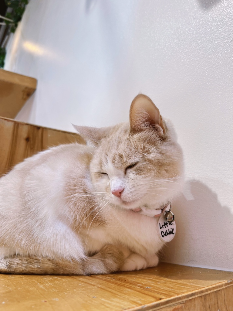 We thought Little Debbie had found her forever home, but she was returned this week. We’ve welcomed her back, but it’s always tough on cats to be moved on.

ADOPTABLE LOCATION: LA ⁠

Help her find her forever home by using the link below:⁠
⁠
L A: CrumbsandwhiskersLA.as.me