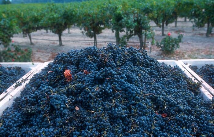 Did you know that we have a #wine club? Get the details on the Garagiste Festival Wine Club bit.ly/3biyc5c #winelover #winetasting #garagistefestival