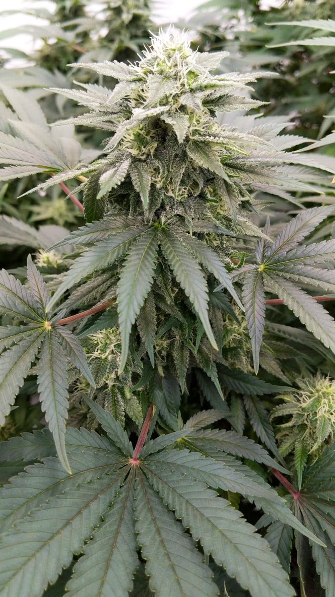 AnandaPharma's tweet photo. Testing, testing 1, 2, 3.
We are currently growing this gorgeous high CBD strain. 

Any idea what it is called?

#research #cultivar #CBD #highquality #stablisation #creamofthecrop #naturalseason #medicalcannabis https://t.co/eO1AbqXfMx