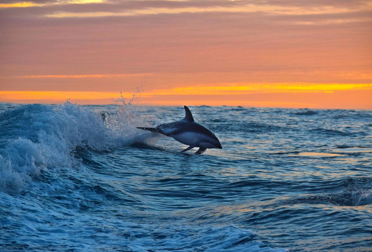 BPKGuide's tweet photo. This is a dusky dolphin from Kaikoura. Smart, beautiful, playful and fast, Dolphins are just the best!
π Like if you agree!
#nzmustdo #nzpocketguide #purenz #destinationnz #newzealandvacations #photooftheday #newzealandlife #newzealandfinds #travelnewzealand #visitnewzealand https://t.co/hsHgqPsXIl