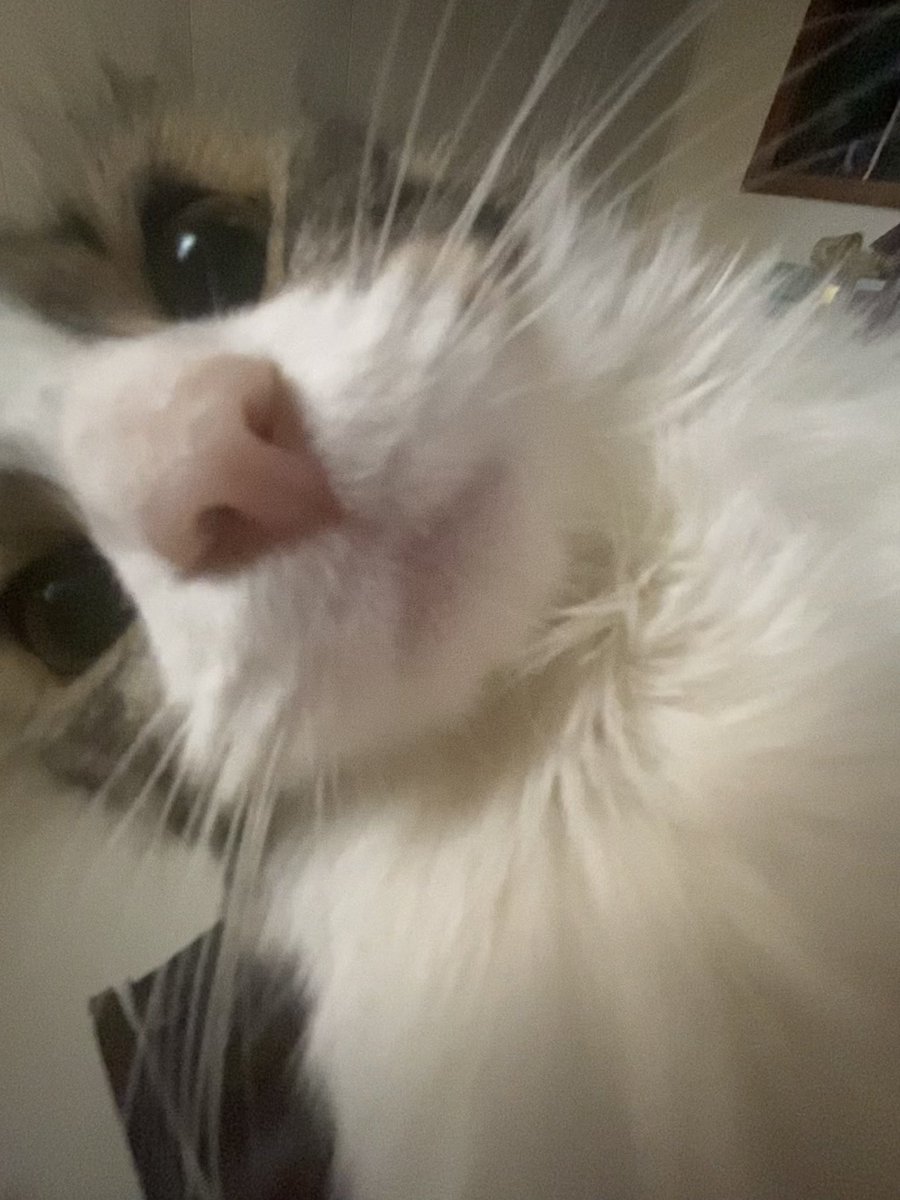 charlithecat_'s tweet photo. hello twitter https://t.co/0REMduDO95