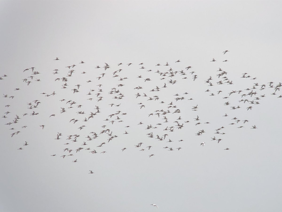daveliverbirder's tweet photo. Evening #patchbirding #QuailFail for 1.5 hours but did see a bonkers 52 KITTIWAKE! RL Partridge, 17 Avocet, 21 Grey Plover, 900+ Blackwit, Marsh Harrier, Peregrine, 3 Cetti’s, 4 Stonechat, 8 Yellow Wag, Yellowhammer #LocalBigYear https://t.co/MLD5kJ9uNh
