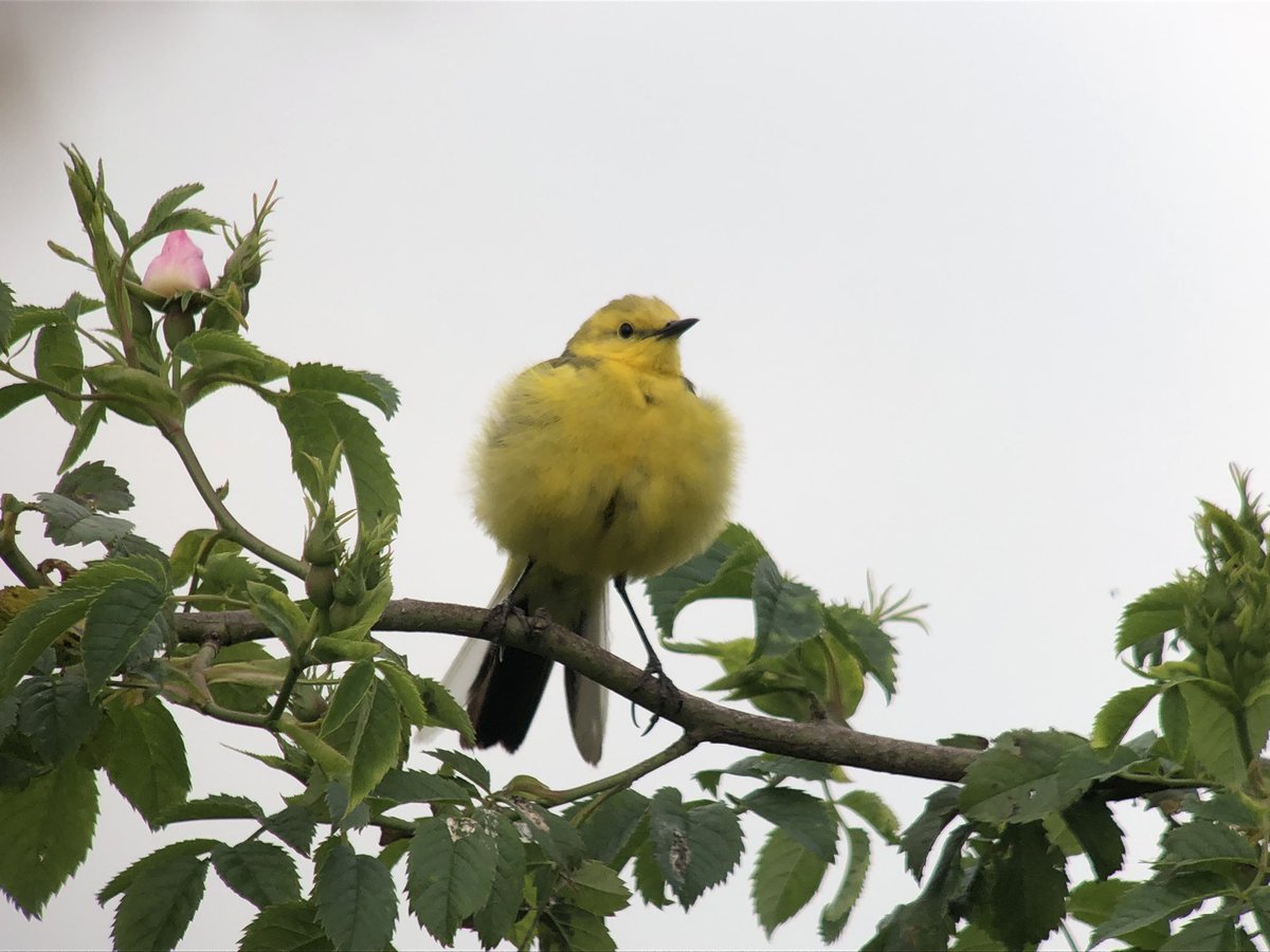 daveliverbirder's tweet photo. Evening #patchbirding #QuailFail for 1.5 hours but did see a bonkers 52 KITTIWAKE! RL Partridge, 17 Avocet, 21 Grey Plover, 900+ Blackwit, Marsh Harrier, Peregrine, 3 Cetti’s, 4 Stonechat, 8 Yellow Wag, Yellowhammer #LocalBigYear https://t.co/MLD5kJ9uNh