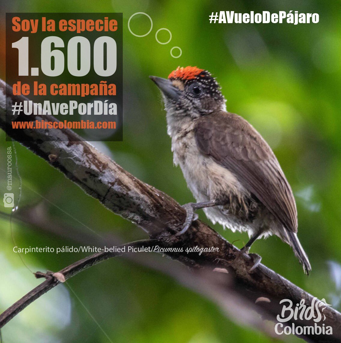 Hoy queremos compartir él ave #1600 de birdscolombia.com nuestra campaña diaria 👉🏽
#UnAvePorDía un trabajo durante + de 4 años con el fin de conservar las aves y sus territorios a través del conocimiento, para así entender y valorar la importancia de las aves para la vida.