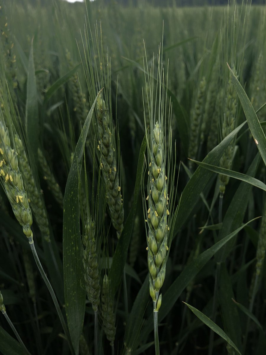 CorineBateman's tweet photo. A pretty cool photo of what T3 timing  looks like near the end of the window. If you fields look like this, time to triple rinse and get ready for #caramba. 🌾

As a bonus, #veltyma is putting in some 💪💪 @ T2 down in the canopy. https://t.co/ie6m4jqRwz