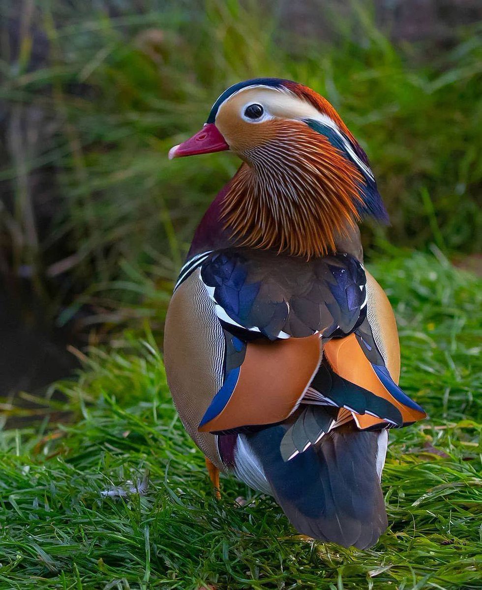Why I am not an atheist. 
Mandarin Duck 📸 @wallmika. #NoDesign🙄