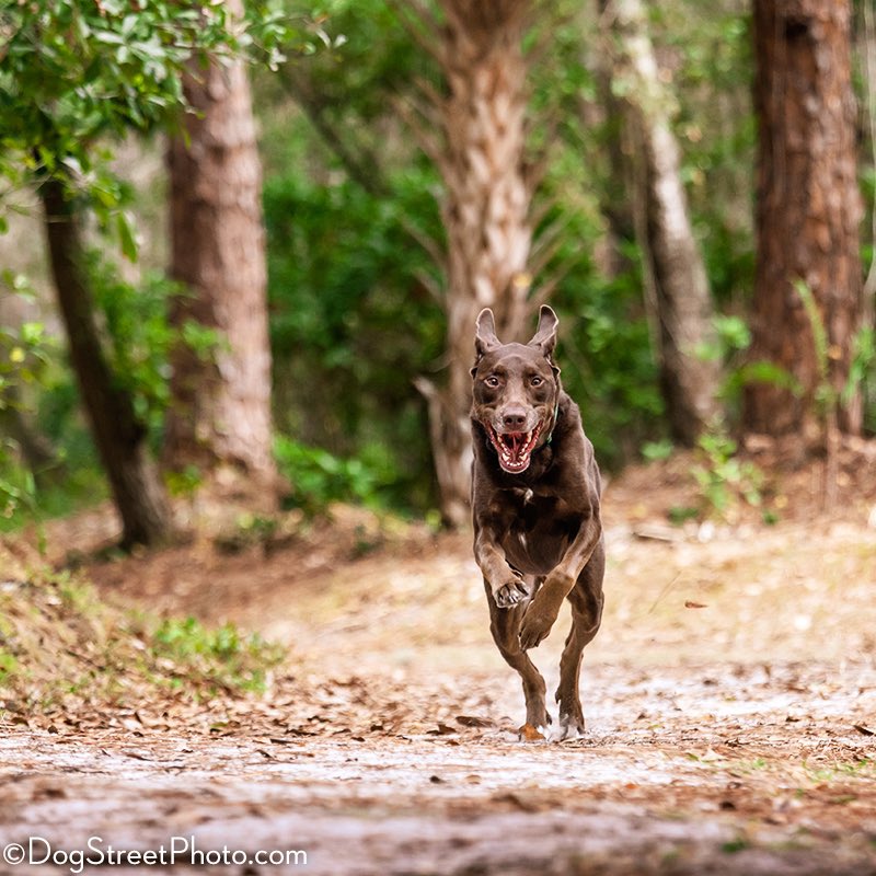 DogStreetPhoto's tweet photo. •
Finn and his Human 
🎾👅❤️
#chocolatelab #fetch #lablife #doglife #floridalife #fetchislife #instalab #labsofinstagram #dogstreet #petphotography #petphotographer #dogphotography #dogphotographer #sarasota https://t.co/TGWJZjqfAx