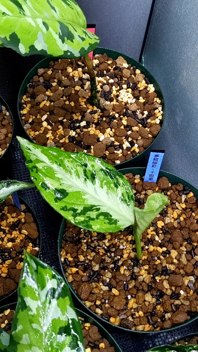 Aglaonema 夢見極彩千眼葉(ゆめみごくさいせんがんよう)