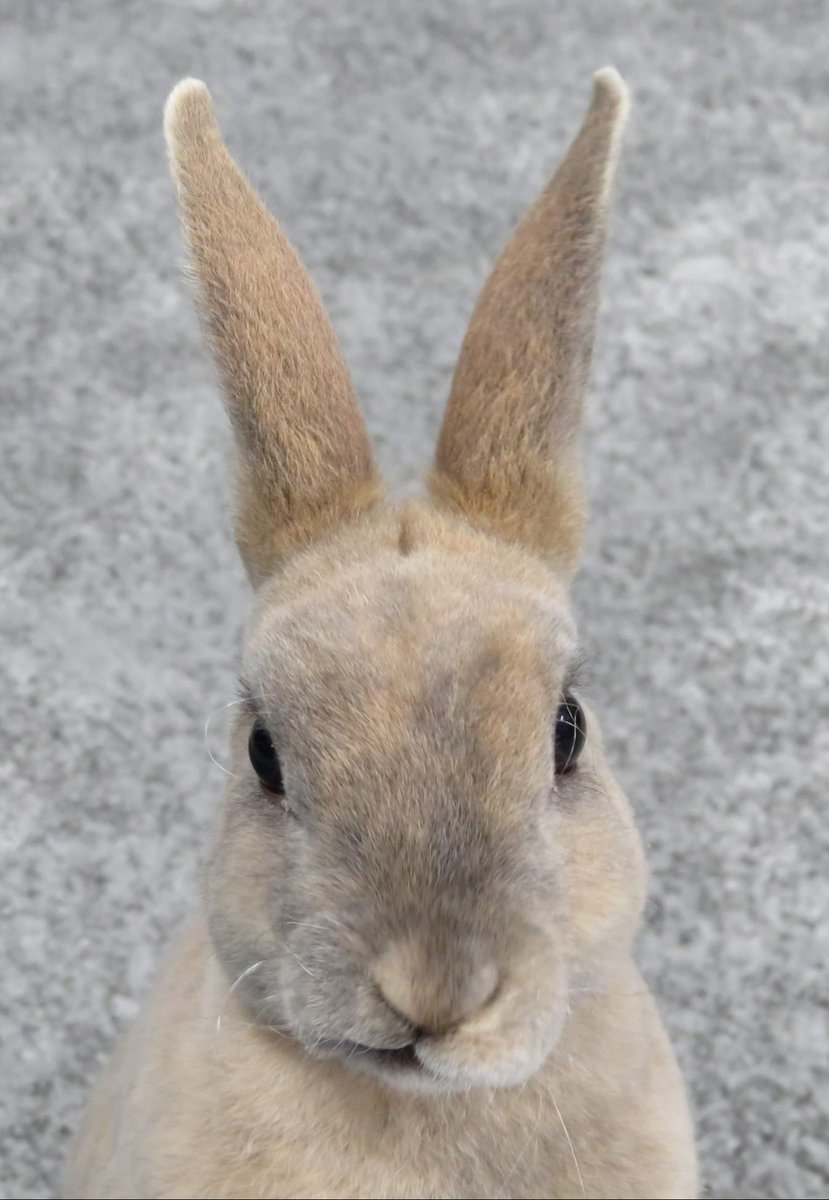 Donna J Dimond (@donnadimond) on Twitter photo Keeping with tradition our new bun at Brans Hutch has been named after another F1 driver - meet Lando Norris. Bonded well with Kimi Raikonnen. Lando has attitude, I think! <a href="/McLarenF1/">McLaren</a> <a href="/C4F1/">Channel 4 F1®</a> <a href="/jstjohnmatthews/">Dr Janice St. John-Matthews (DProf)</a> Keeping with tradition our new bun at Brans Hutch has been named after another F1 driver - meet Lando Norris. Bonded well with Kimi Raikonnen. Lando has attitude, I think! <a href="/McLarenF1/">McLaren</a> <a href="/C4F1/">Channel 4 F1®</a> <a href="/jstjohnmatthews/">Dr Janice St. John-Matthews (DProf)</a>