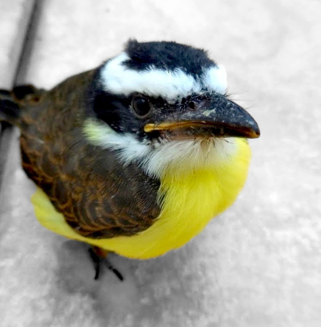 O #Bemtevi que entrou na minha cozinha hoje
 The #kiskadee that came into my kitchen today
📸#NaturePhotography by me 

#wildlife #beautiful #natureza #photographer #bird #birbphotography #fotografia #cute #beauty #nature #TwitterNatureCommunity #Cosmos 
<a href="/StormHour/">#StormHour</a> <a href="/ThePhotoHour/">#ThePhotoHour</a>