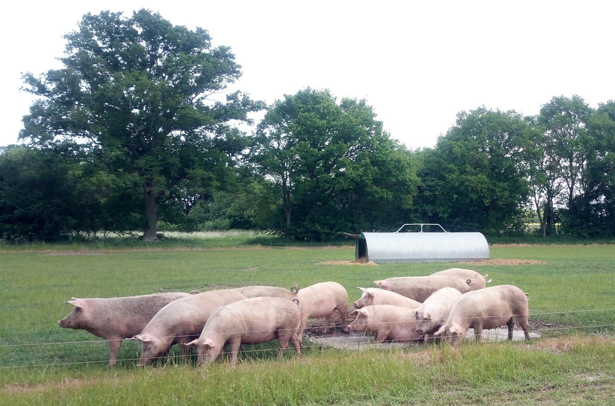 robonthefarm1's tweet photo. We have a fantastic JOB OPPORTUNITY for an experienced, ambitious stockperson to join our breeding team at LSB Pigs (herd featured in this months Pig World mag) multiple award winning NPA producer of the year. Please DM me for more details (treated with strict confidentiality) https://t.co/Cj4IyThwFL