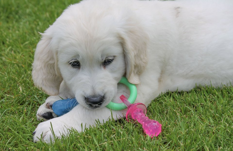 roamwiththem tweet media