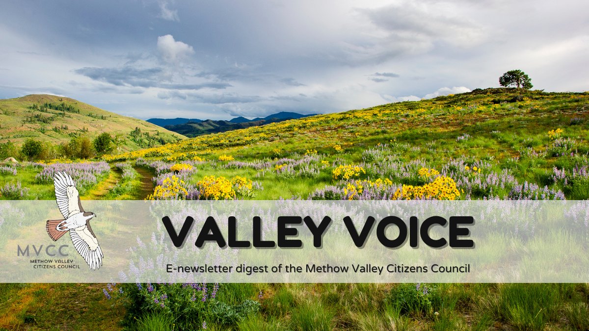 May/June Valley Voice: Member Meeting, ATV Proposal, Twisp Restoration - mailchi.mp/mvcitizens/apr…