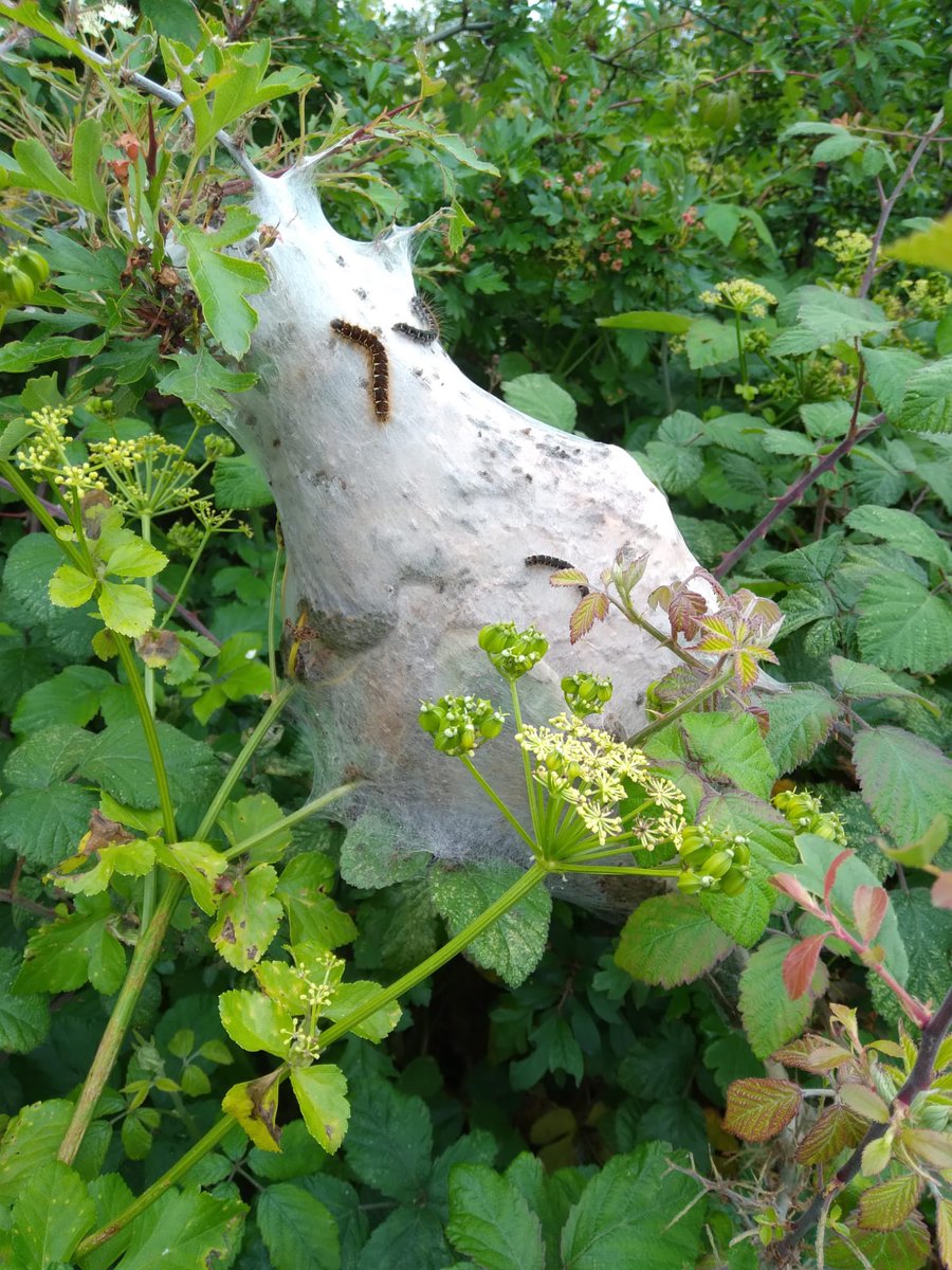 Brenda was out walking near us at Wells-next-the-Sea today and found this amazing cocoon made by Small Eggar moth caterpillars! Seemingly quite rare. <a href="/BBCSpringwatch/">BBC Springwatch</a>