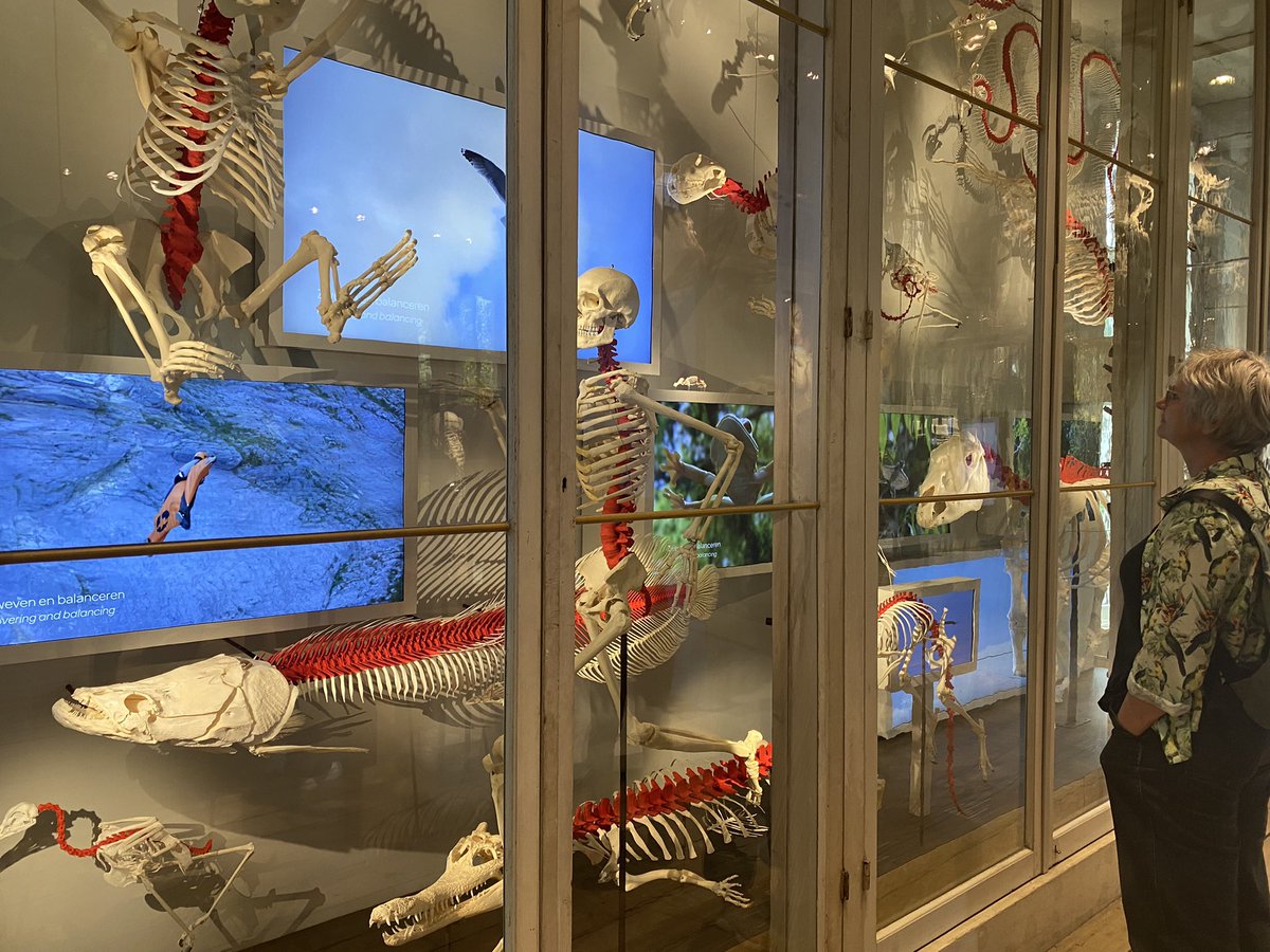 Deze vitrine van @GrooteMuseum zou ik graag lenen voor <a href="/museumnaturalis/">Naturalis Biodiversity Center</a>. Zo mooi al die skeletten die best veel op elkaar lijken natuurwijzer.naturalis.nl/leerobjecten/k…