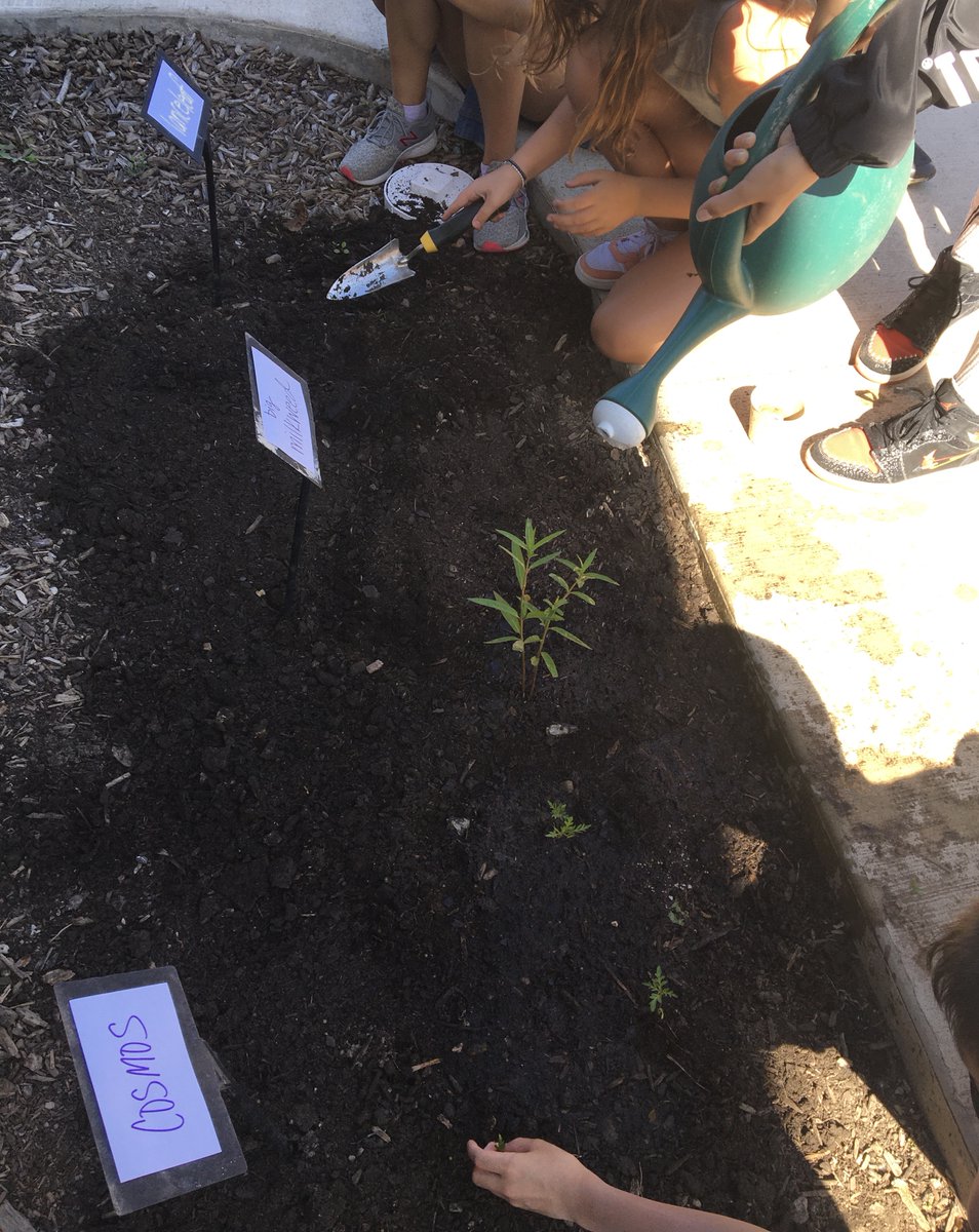 SraForde's tweet photo. My Spanish classes planted two butterfly gardens!  Hoping the monarchs will visit this summer and on their way to Mexico in the fall.  Thanks to @journeynorthorg
for the chance to participate in the symbolic migration project. @HawkWolf39 https://t.co/P4gTrvWgMV
