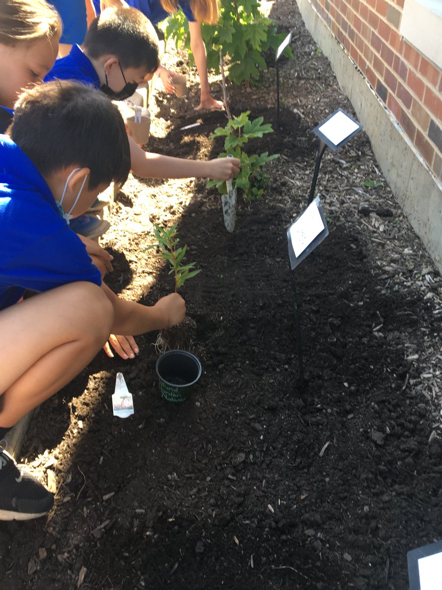 SraForde's tweet photo. My Spanish classes planted two butterfly gardens!  Hoping the monarchs will visit this summer and on their way to Mexico in the fall.  Thanks to @journeynorthorg
for the chance to participate in the symbolic migration project. @HawkWolf39 https://t.co/P4gTrvWgMV