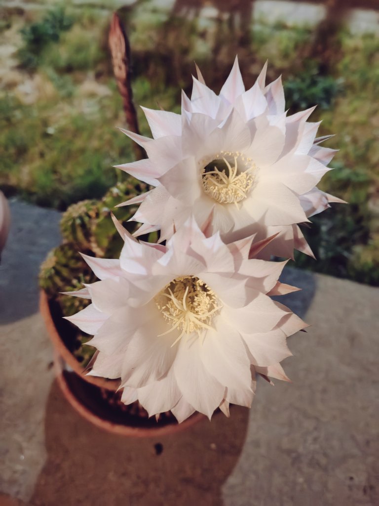 SessaAntonio's tweet photo. #Buonanotte coi fiori 🌸di  #Luna estivi come li chiamo io... #cactacee https://t.co/WyCWkL8c3i