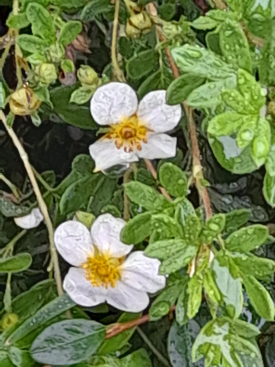 Ludmilla Geiszné tweet media