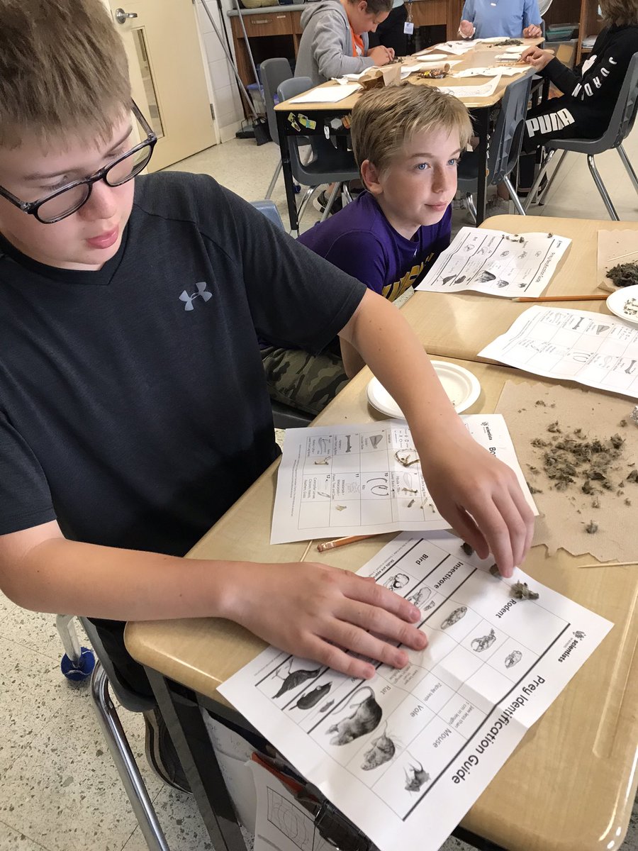 Owl pellet dissections today <a href="/CrossroadsDsbn/">Crossroads DSBN</a> ! Great job Coyotes.