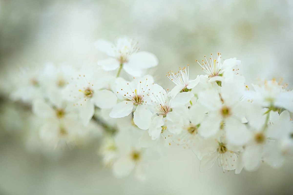 KathC1976's tweet photo. Bring back the blossom. 
#flowers #Blossom #springuk  #photographylovers #photographer  #NaturePhotography #macrophotography https://t.co/o1Dtc9eDld