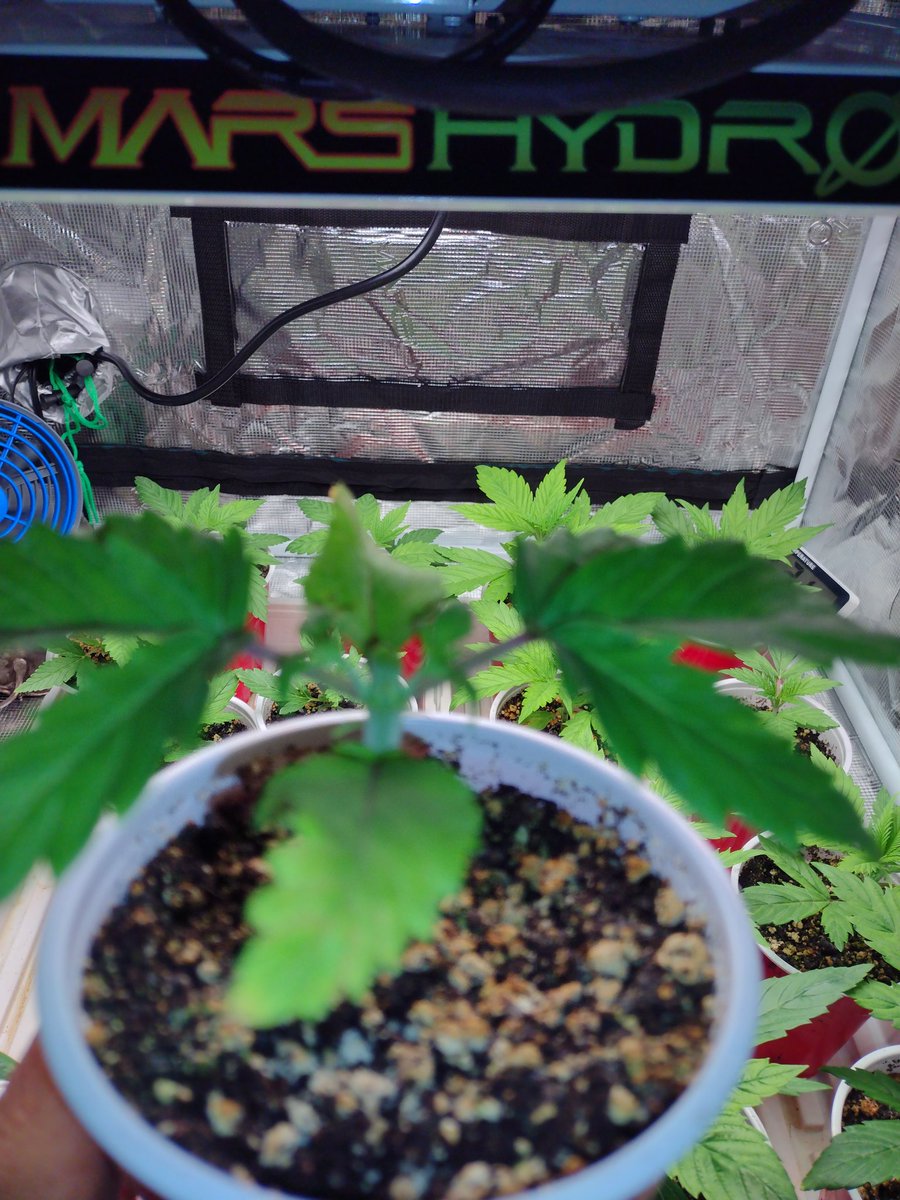 ClarkeBitter's tweet photo. Started the topping/pruning of the Strawberry Banana Fem under the @MarsHydroLight #TS1000 and saved the top as a clone. The little ones had a bit of a growth explosion in the last 24 hrs #Mmemberville #cannabisculture #marshydrogrowtent #CanadianGrower #growmies #CannaClaus https://t.co/OinmfAzwHQ