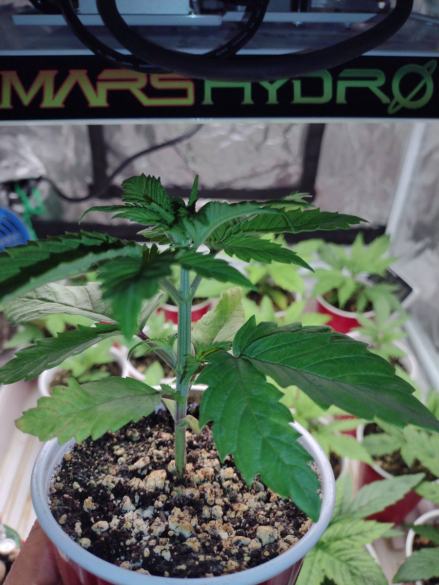 ClarkeBitter's tweet photo. Started the topping/pruning of the Strawberry Banana Fem under the @MarsHydroLight #TS1000 and saved the top as a clone. The little ones had a bit of a growth explosion in the last 24 hrs #Mmemberville #cannabisculture #marshydrogrowtent #CanadianGrower #growmies #CannaClaus https://t.co/OinmfAzwHQ