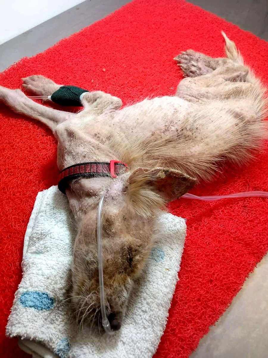 SANAShelter's tweet photo. Baby Bloom.
Rescued today 🥺

For Donation; 
Ernie Garcia
Gcash# 09093918007
BDO # 006730 175760 https://t.co/mCJfUhuI6e