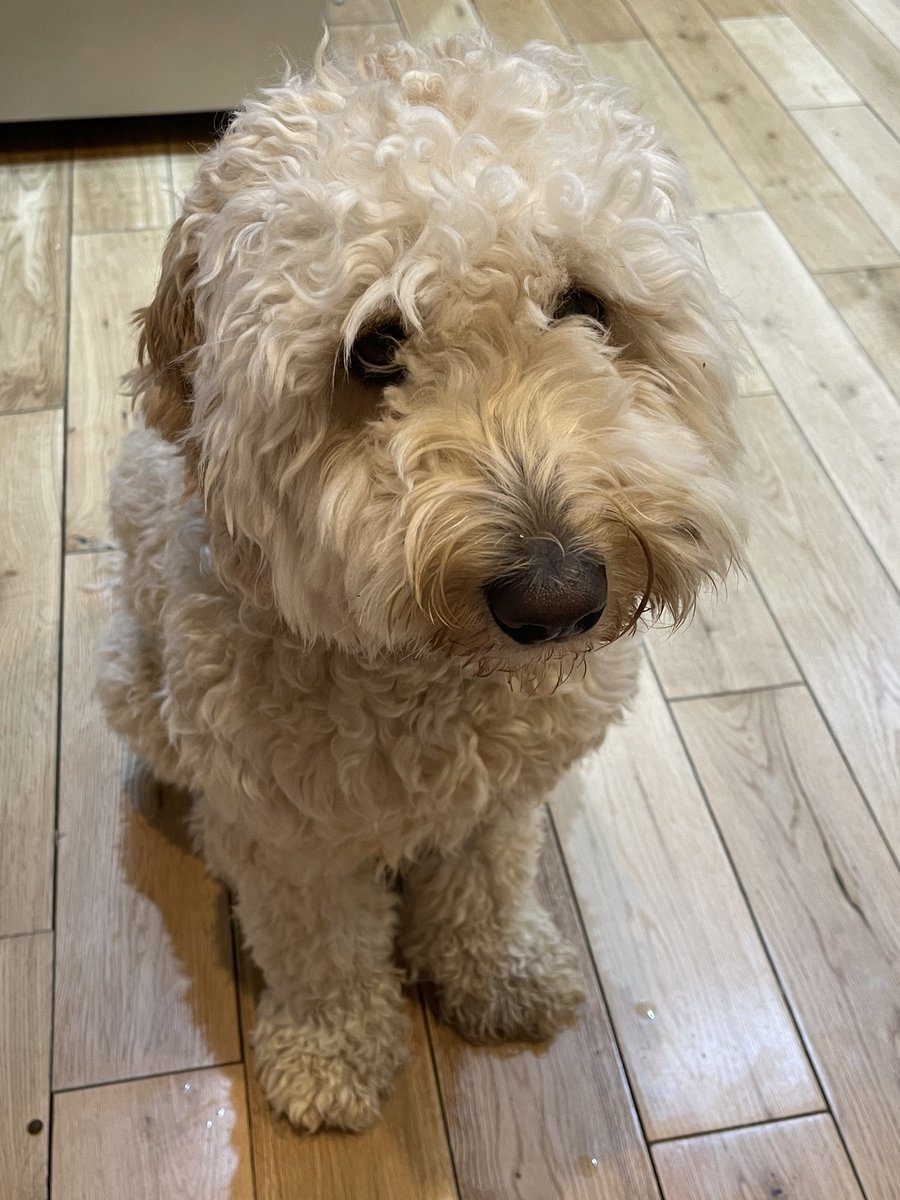 HA11NNH's tweet photo. Mum says she’s a bit fed up presently , and not been online much .
So much going on at the church and long work hours , family illness presently causing distress - still I get lots of hugs 🤗 as she’s a sucker for my puppy eyes 🥺 hope all are well 🙋♀���. #normalservicewillresume https://t.co/Fd2DOuQ1NX