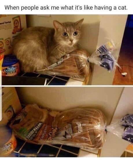 ThePhilosopurr's tweet photo. #kittyloafmonday #Cats

I appurreciate the softs you purrvide for sits…

Will nap again.. 💕🐾 https://t.co/EdKHNeuKOc