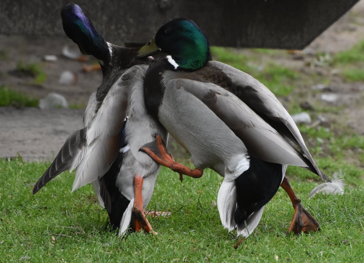 Boggyshaw's tweet photo. Have you ever seen a duck fight? Things got nasty by the Rideau River today! It was a Mallard Mash!
#mallard #duck #bird #birdphotography #wildlife #wildlifephotography #duckfight #TwitterNatureCommunity https://t.co/TAbddv2LE0