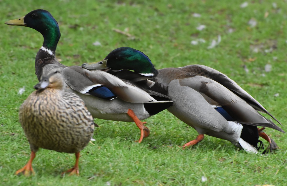 Boggyshaw's tweet photo. Have you ever seen a duck fight? Things got nasty by the Rideau River today! It was a Mallard Mash!
#mallard #duck #bird #birdphotography #wildlife #wildlifephotography #duckfight #TwitterNatureCommunity https://t.co/TAbddv2LE0