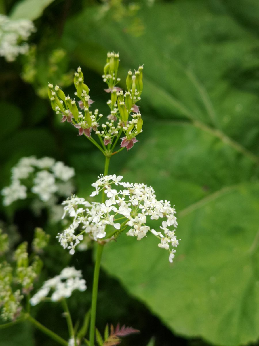 Hedgerows Ireland tweet media