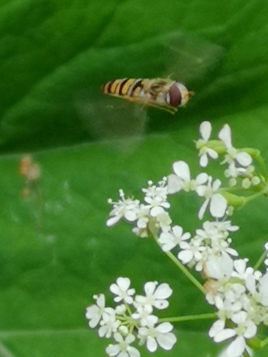 Hedgerows Ireland tweet media