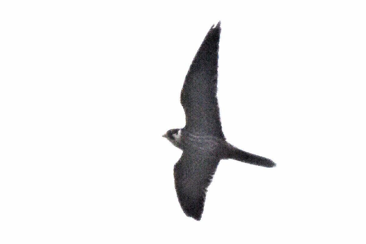 NthNorfolk's tweet photo. Bins or camera? Grabbed the latter, but still lucky to snap a low-flying zoom-by Hobby this afternoon (3.46pm), heading towards @trinityhouse_uk #CromerLighthouse . 

My 97th species @RoyalCromer golf course in 64 visits there.

@NENBC_Info 
@RareBirdAlertUK https://t.co/Z7iMTaK28i