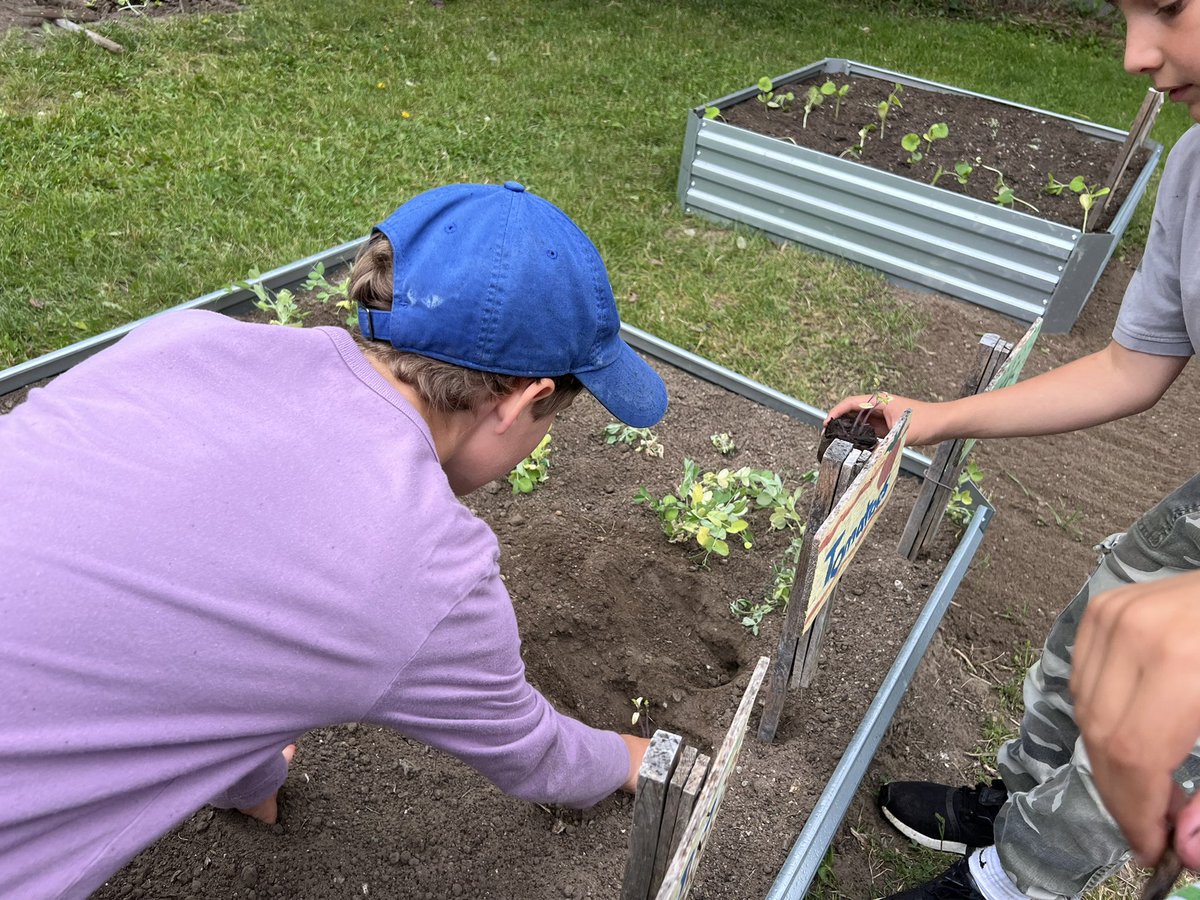 NormanIngramPS's tweet photo. Our plants are finally in! We can’t wait to watch them grow! @EcoSchoolsTDSB @tdsb #foodgarden https://t.co/kQLiEWi7Dt