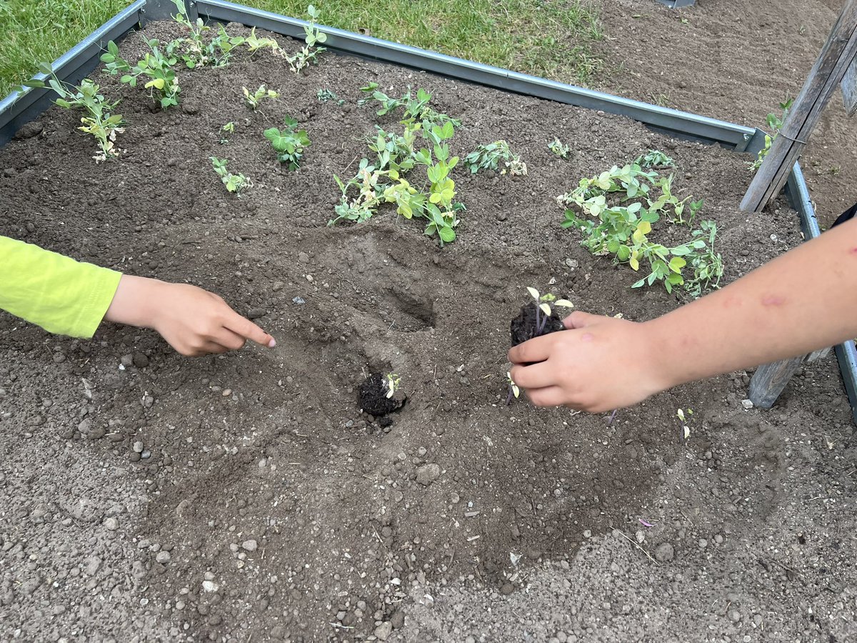NormanIngramPS's tweet photo. Our plants are finally in! We can’t wait to watch them grow! @EcoSchoolsTDSB @tdsb #foodgarden https://t.co/kQLiEWi7Dt