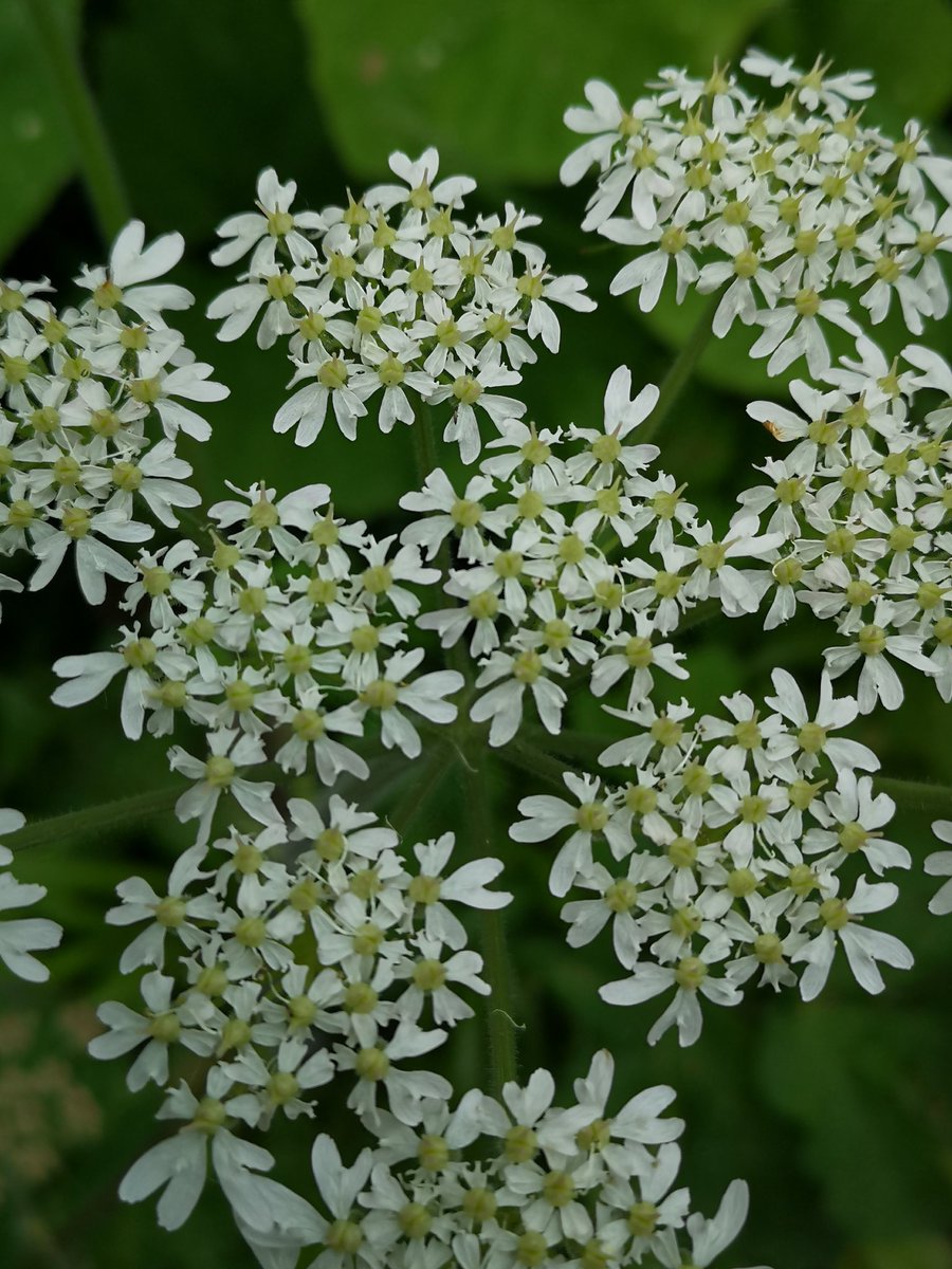 Hedgerows Ireland tweet media