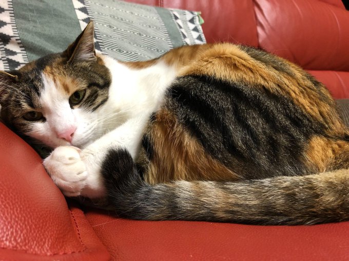 ログインボーナス 