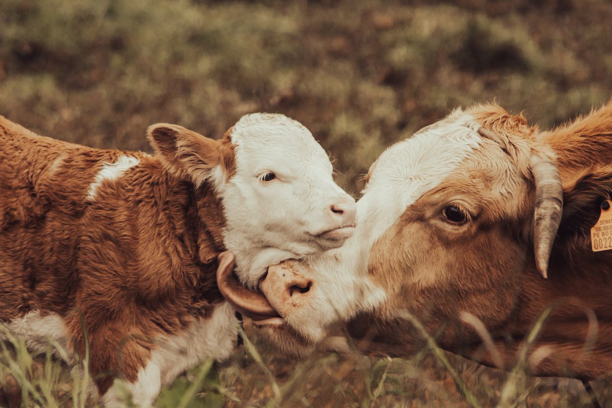 gob_reg's tweet photo. 🐄NACEN TERNEROS MEJORADOS GENÉTICAMENTE GRACIAS A PLAN AMANECER 

Hasta la fecha hemos realizado 26 mil 786 asistencias técnicas, 10 mil  beneficiarios capacitados, 5 mil 65 inseminaciones y 1018 vacas han sido diagnosticadas como preñadas.

👉https://t.co/Tm7v7L0clK https://t.co/zIGAkN1qkX