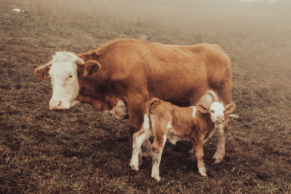 gob_reg's tweet photo. 🐄NACEN TERNEROS MEJORADOS GENÉTICAMENTE GRACIAS A PLAN AMANECER 

Hasta la fecha hemos realizado 26 mil 786 asistencias técnicas, 10 mil  beneficiarios capacitados, 5 mil 65 inseminaciones y 1018 vacas han sido diagnosticadas como preñadas.

👉https://t.co/Tm7v7L0clK https://t.co/zIGAkN1qkX