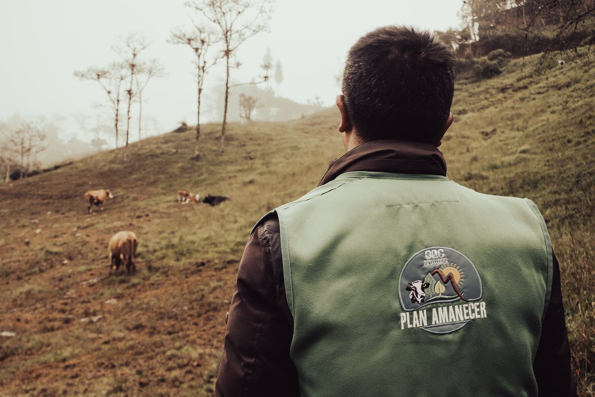 gob_reg's tweet photo. 🐄NACEN TERNEROS MEJORADOS GENÉTICAMENTE GRACIAS A PLAN AMANECER 

Hasta la fecha hemos realizado 26 mil 786 asistencias técnicas, 10 mil  beneficiarios capacitados, 5 mil 65 inseminaciones y 1018 vacas han sido diagnosticadas como preñadas.

👉https://t.co/Tm7v7L0clK https://t.co/zIGAkN1qkX