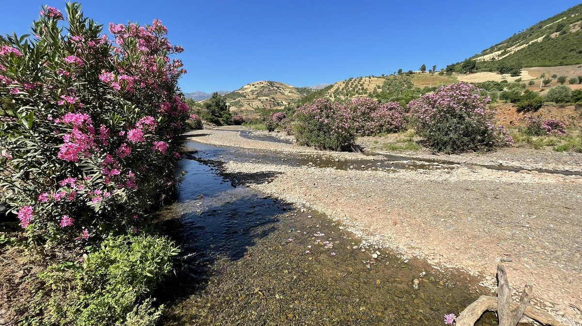 Colleecting rifle beetles and other stream inverts on Morocco wirh Nard Bennas. Beautiful weather, nice streams.