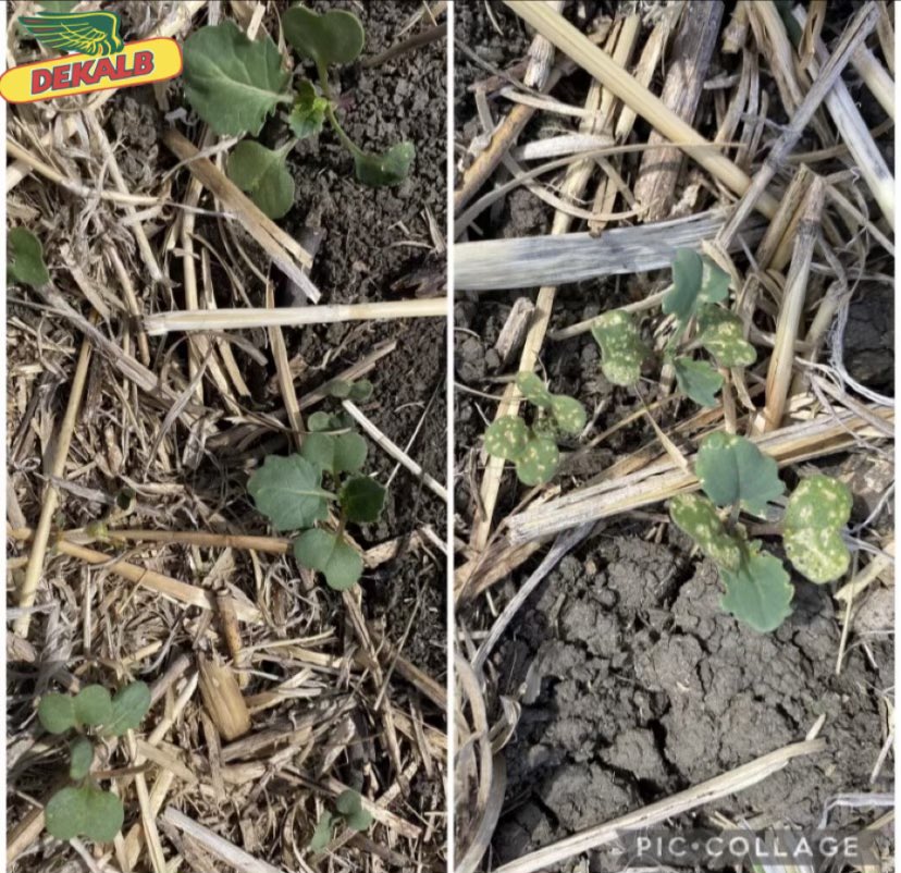 Such great examples from Rumsey, AB area showing BUTEO start on DEKALB canola on the left against flea beetles 🪲 as compared to competitor in the same field on the right.
#timetoscout
Thank you <a href="/talissa_munce/">Talissa Munce🌻</a> !!
<a href="/Bayer4CropsCA/">Crop Science Canada</a> 
<a href="/DEKALB_Canada/">DEKALB Canada</a> 
<a href="/MegDesjardins/">Meghan Desjardins</a>