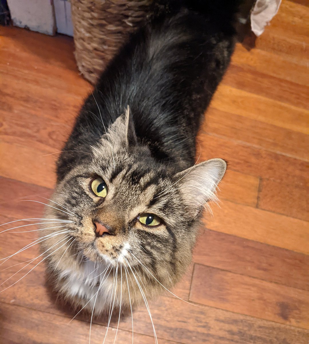 rescue_syd's tweet photo. I survived the kitty jail 😂🥰 I can't believe everyone says I am sooooo dramatic! Can you tell what a tough time I had?? #kittyjail #kittyloafmonday #mainecoon #CatsOfTwitter #CatsOnTwitter #TabbyTroop #TABBY #cats #survivor #theyleftme https://t.co/EIwNMUcfe4