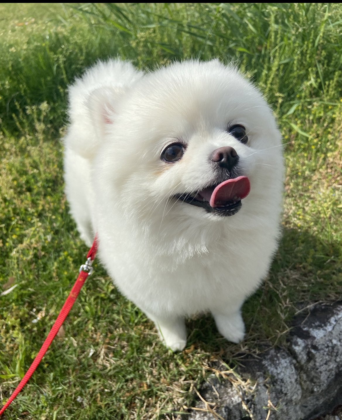 ポメラニアンのあんこちゃん Ankochan0813 Twitter