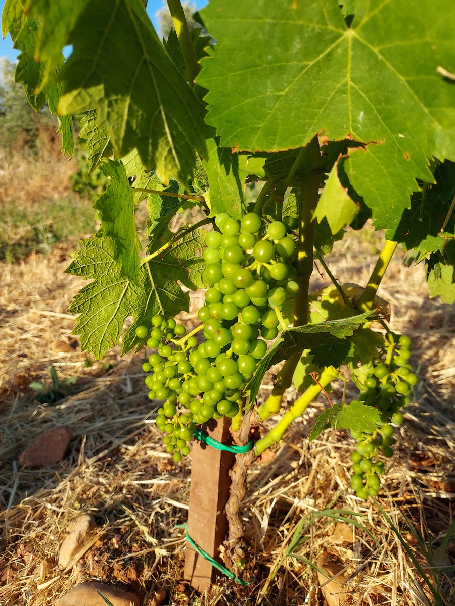 DiazJoseda's tweet photo. Buen manejo del suelo, de la poda en seco, y luego en verde, y ahora, mucho mimo a la uva. No hay más secreto. Siempre en equipo ➡️ 
👤@fdosanchezs 🍇 🍷 
👤 @conde_onde 💻✍️
#MoscatelGM #Viña2ªhoja https://t.co/M3ze9I5asQ